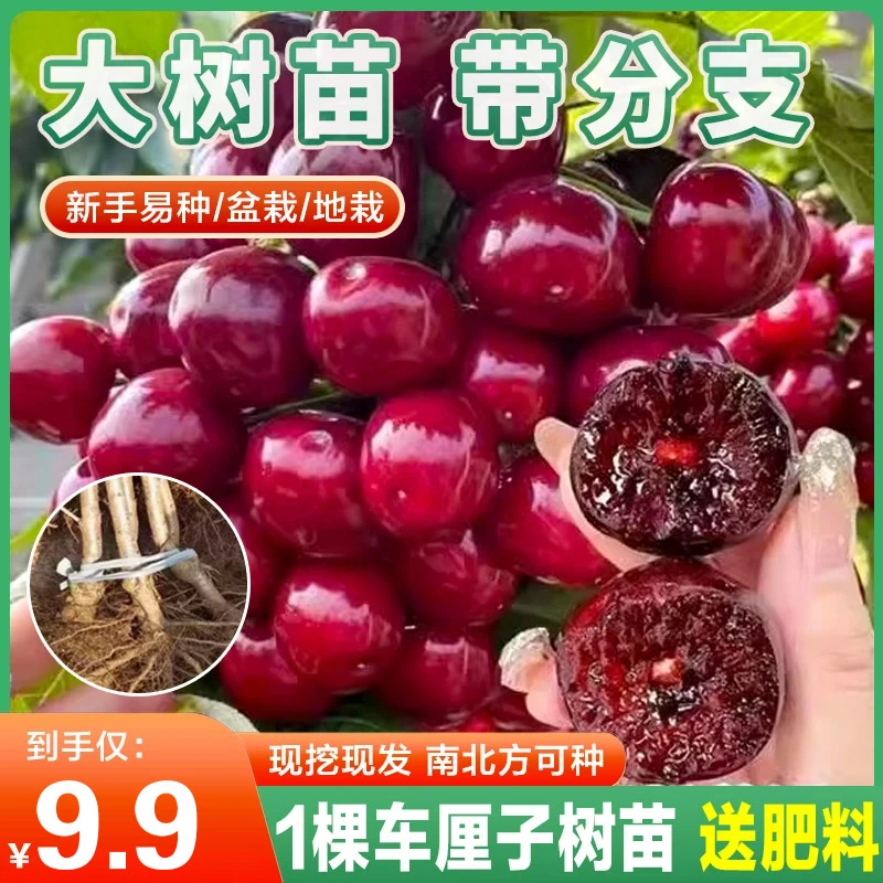 车厘子树苗樱桃树苗南方北方种植盆栽地栽庭院树苗