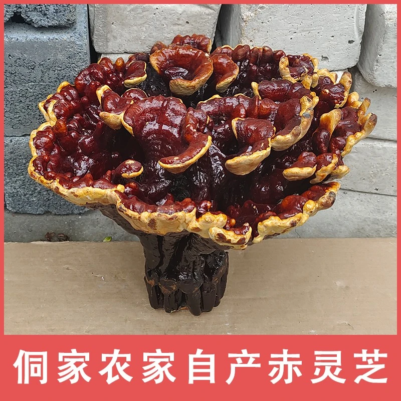 高脚花灵芝赤灵芝花盆景观赏摆件红灵芝整支灵芝