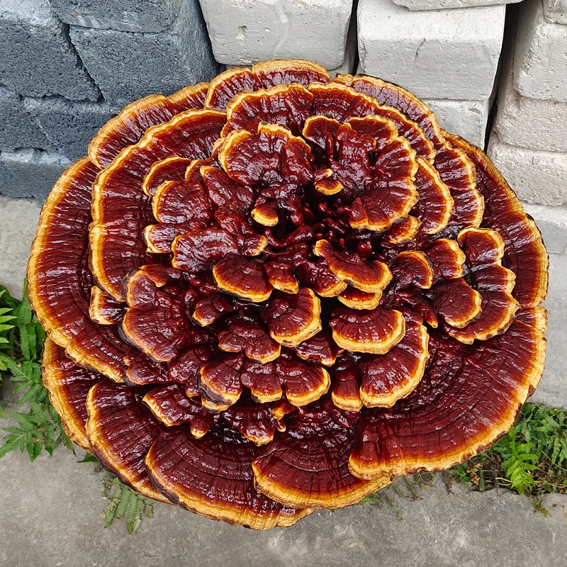 侗乡特大灵芝摆件观赏灵芝多层赤灵芝大长柄高花灵芝盆景