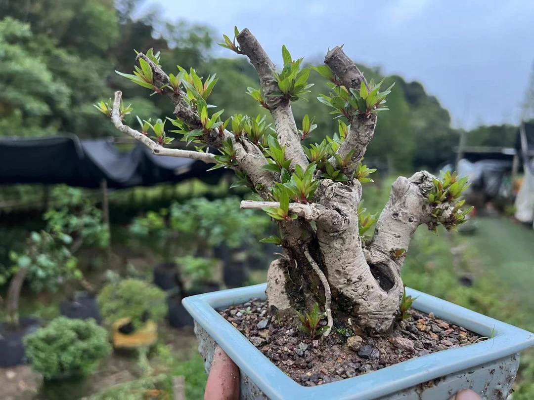 水杨梅水栀子  盆景素材  一物一拍 请勿盲拍