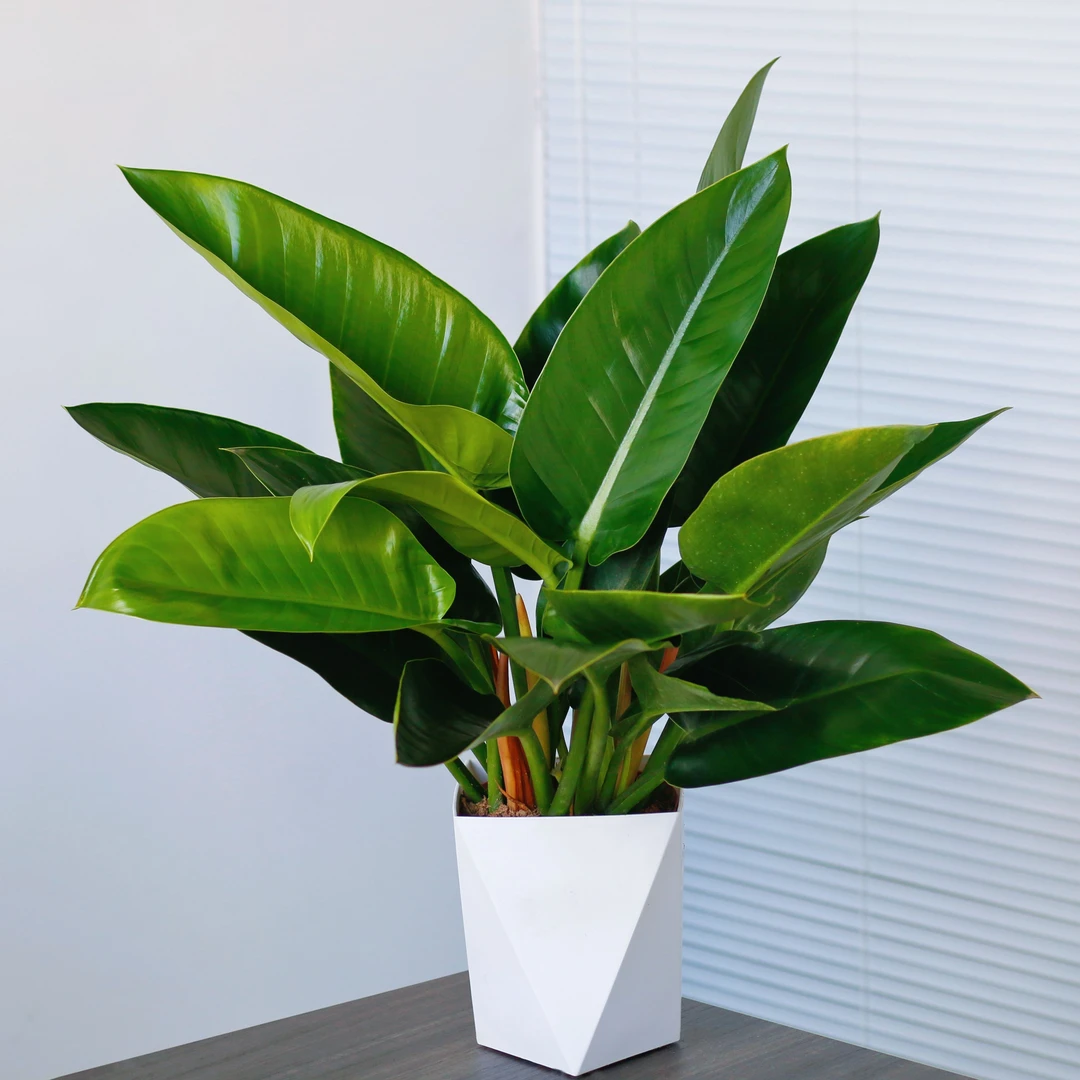 【泰国金钻曼绿绒】4株大苗发货 室内好养净化空气吸甲醛绿植盆栽