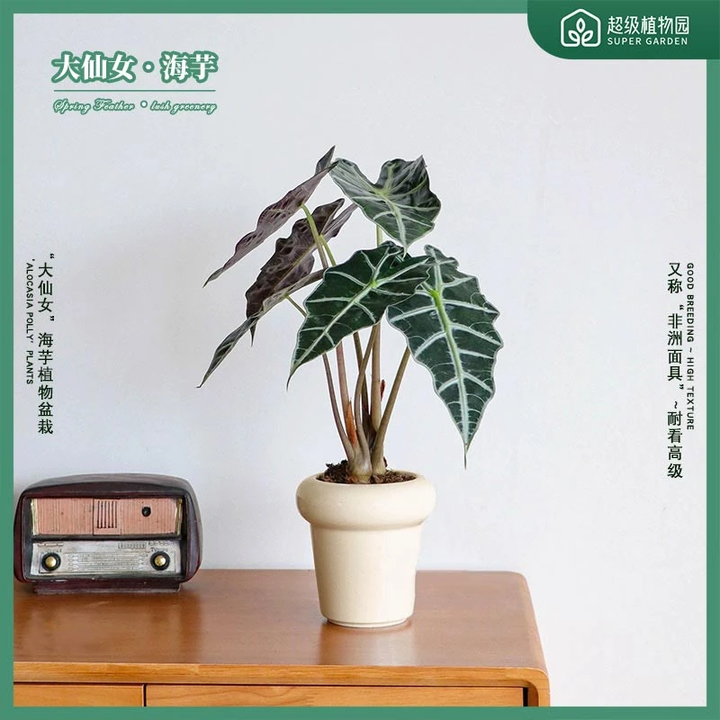 大仙女海芋观音莲植物盆栽室内客厅阳台绿植盆景 好养耐看高质感
