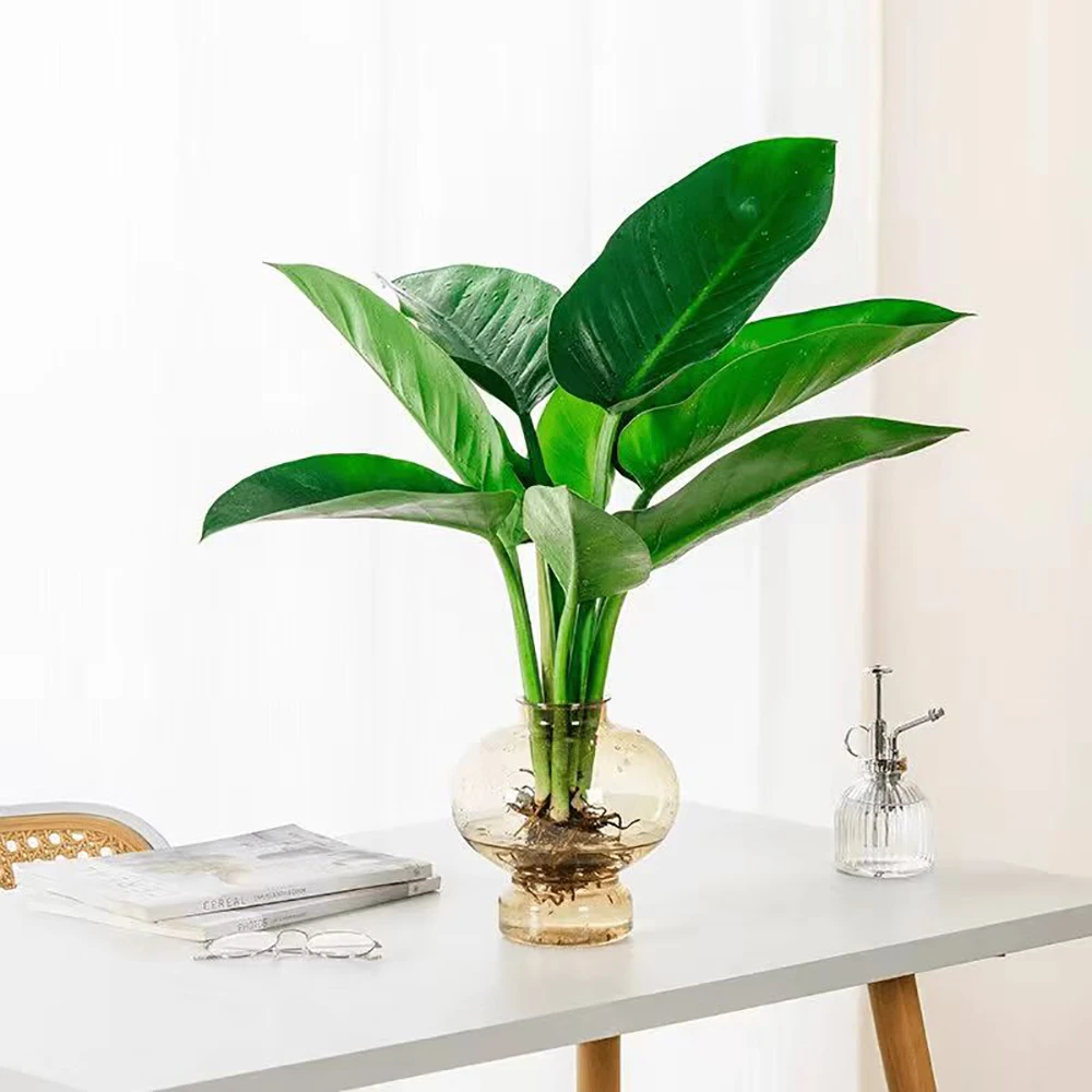 水培金钻蔓绿绒室内好养绿植办公室桌面客厅盆栽简约家居摆件