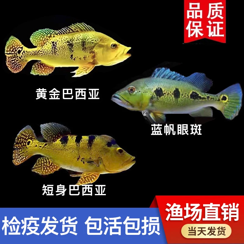 三间鱼黄金虫纹巴西亚鱼活体蓝帆眼斑鱼热带观赏鱼龙鱼配鱼