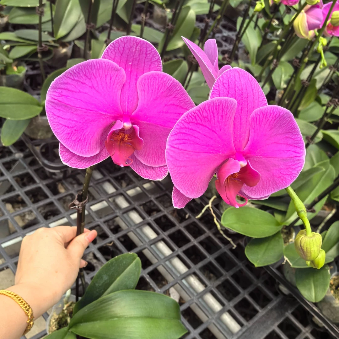 恭喜发财蝴蝶兰3.0杯双花剑 办公室客厅卧室书房摆放鲜活鲜花