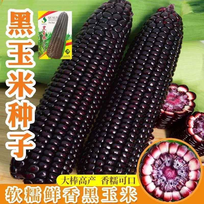 黑甜糯玉米黑糯玉米种子耐高温紫玉米种籽四季大田春夏蔬菜种子孑