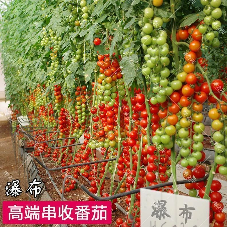 高端串收瀑布番茄四季红圣女果春夏高产小西红柿农家盆栽水果蔬菜