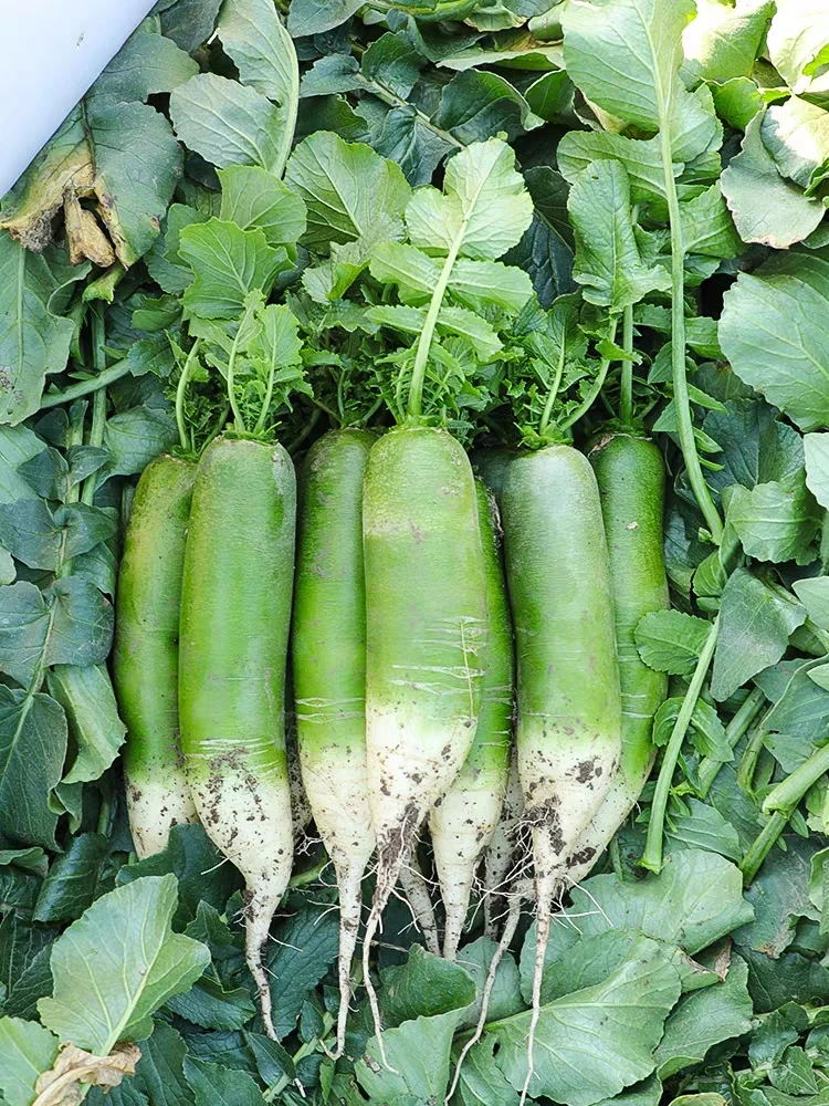 潍坊水果萝卜净重5斤(3-6根）