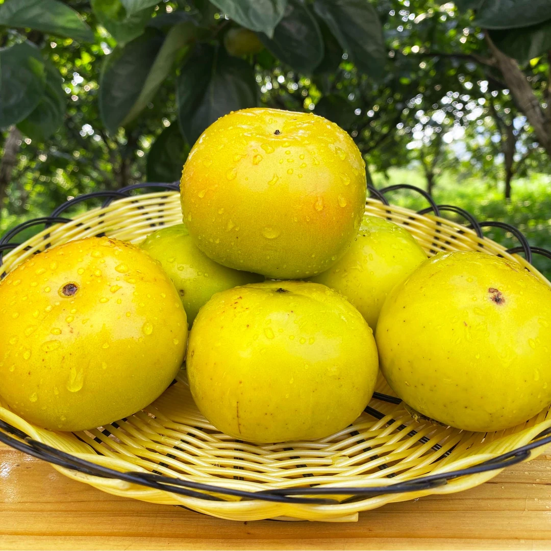 瑶山大秋甜柿当季水果  清甜多汁