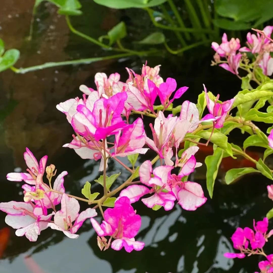 红樱蝶三角梅 四季开花爬藤植物花卉园艺绿植盆栽