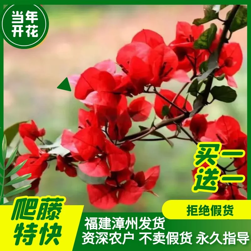 中国红三角梅 四季开花爬藤植物花卉盆栽绿植 扦插苗