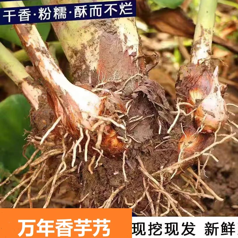 南通海门特产万年优质香芋艿芋头香沙芋头软糯粉糯