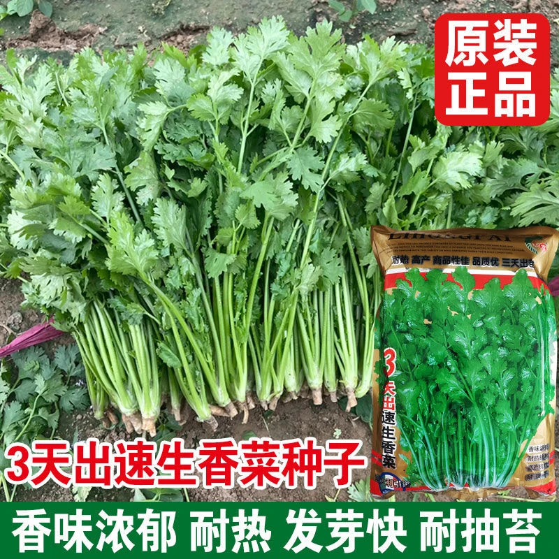 三天出速生香菜种子四季香菜籽耐热耐寒耐抽薹浓香进口大叶香菜籽