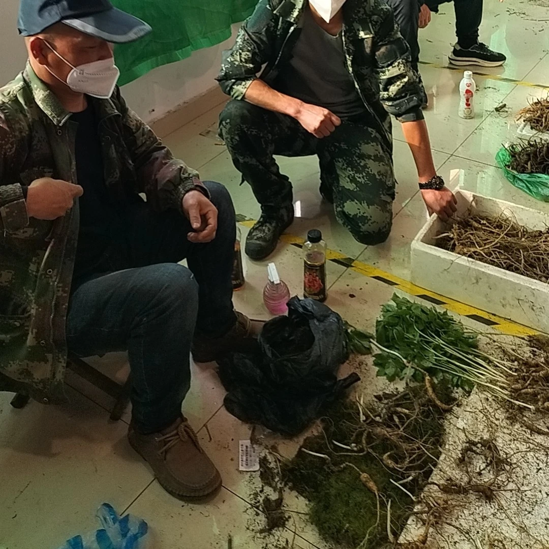 媛媛代购大市场林下山参改价链接(实物以直播间拍下为准)