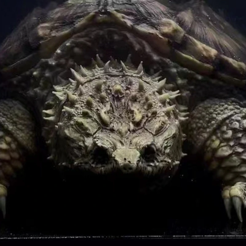 【直播精选】人工养殖原种佛鳄苗宠物龟