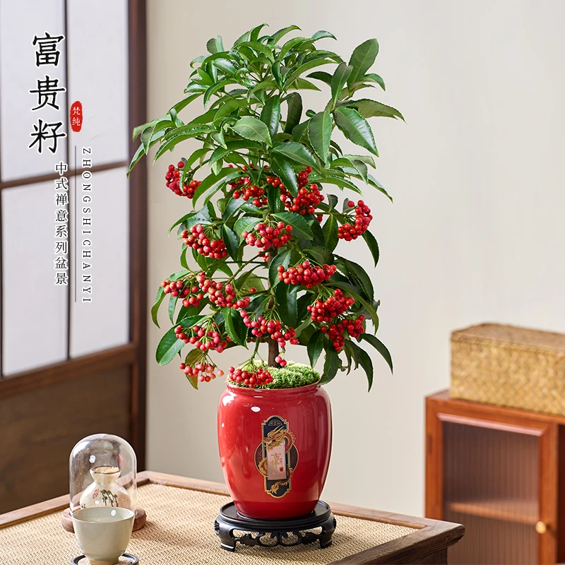 富贵籽盆栽带果绿植室内花卉黄金万两客厅年宵花植物好养金玉满堂