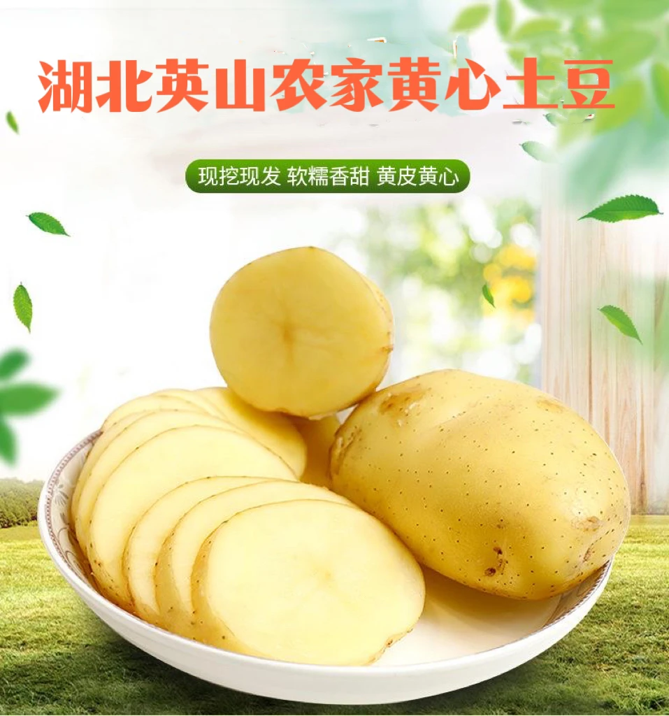 【农家土豆】湖北农家种植现挖新鲜鲜土豆现挖现发