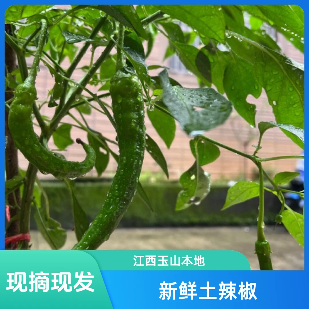 江西上饶本地农家（土辣椒）现摘现发顺丰快递