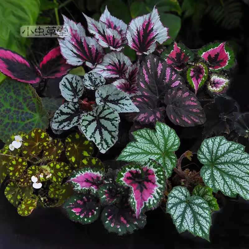 秋海棠观叶喜阴红心粉红公主直播