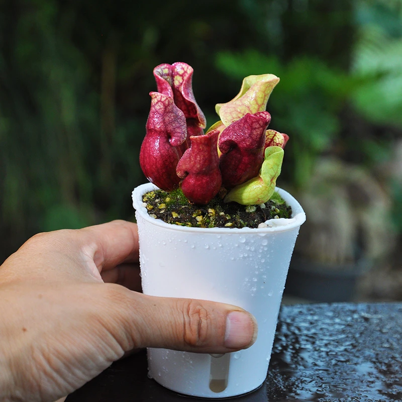 紫色瓶子草食虫植物直播