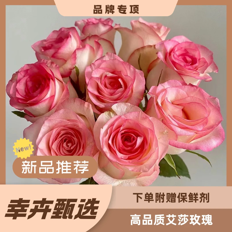 高品质 艾莎玫瑰 任意两单包邮