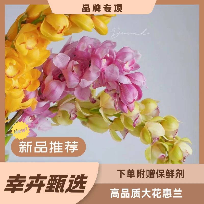 年宵基地花卉花大花蕙兰任意两单包邮