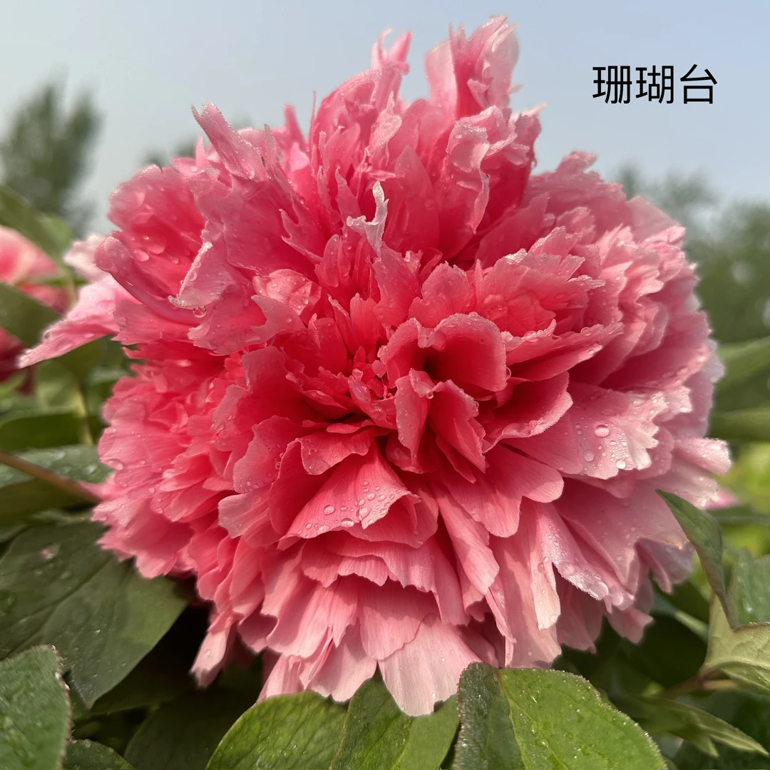（珊瑚台）洛阳正品重瓣大花室内庭院基地直发牡丹花