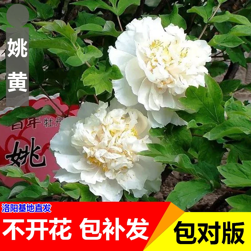 （姚黄）洛阳正品重瓣大花室内庭院基地直发牡丹花包对版