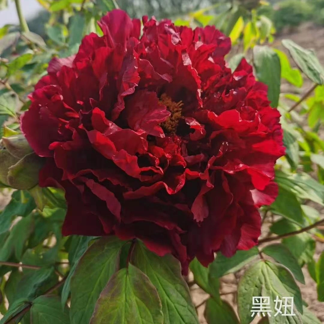 （黑妞）重瓣大花室内庭院基地直发牡丹花包对版花卉好养