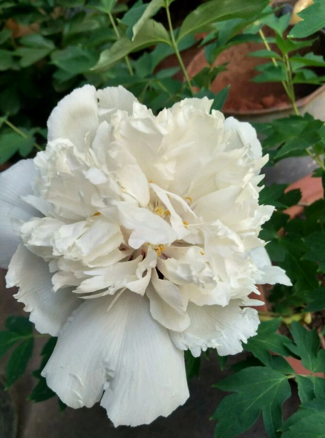 【原盆原土-玉瓣绣球】正品花苗重瓣大花色艳盆栽地栽种植基地观赏