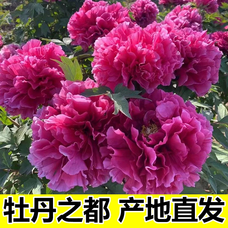 牡丹花树苗正宗洛阳重瓣牡丹花耐寒好养适合养不活就补发