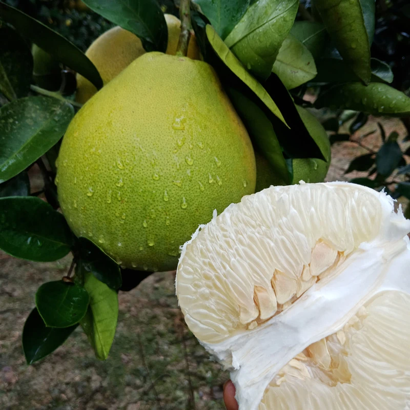 湖南江永香柚纯甜无酸应季新鲜水果汁水充足2个包邮