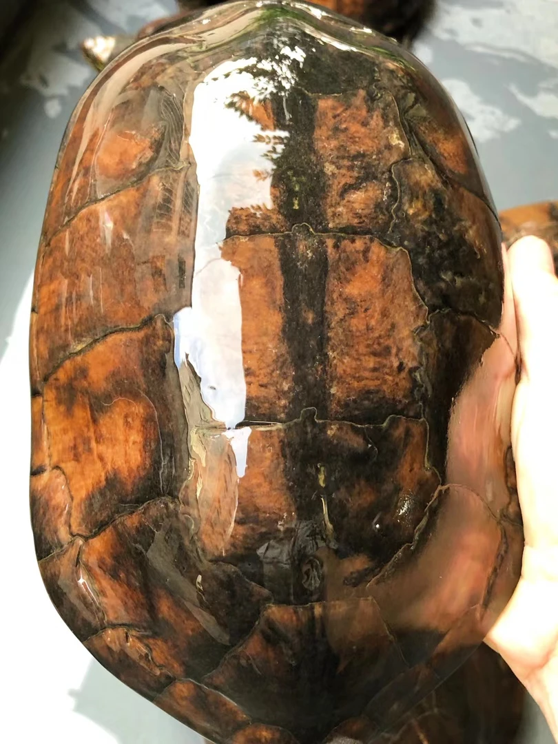 南石种龟宠物龟龟苗