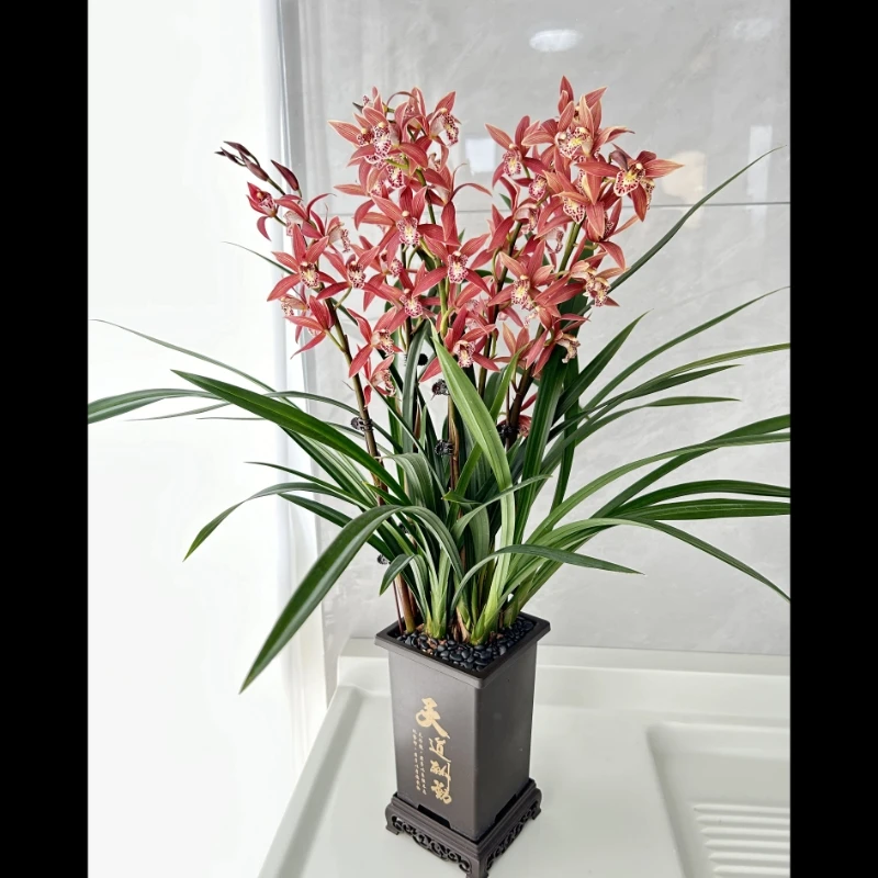 带花剑墨兰红美人兰场基地直发办公室绿植带方盆种好