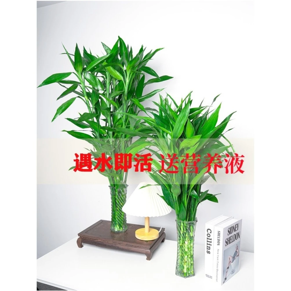 【店长推荐】中枝精品水培粗枝富贵转运竹室内客厅转运竹盆栽好养活