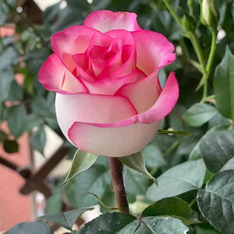 花匠梦春季上新爱莎灌木阳台庭院盆栽地栽鲜活植物热销