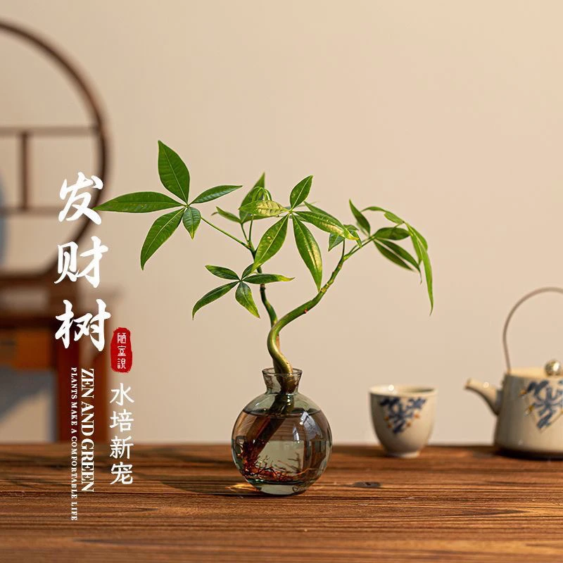 水培植物奇趣发财树绿植桌面植物摆件室内盆栽花卉盆景水养茶几