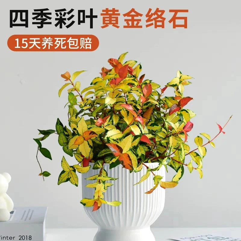 黄金络石四季彩叶耐晒耐寒植物