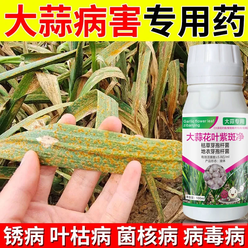 大蒜锈病专用药大蒜干尖黄叶叶枯病菌核病病毒病紫斑病软腐病通用