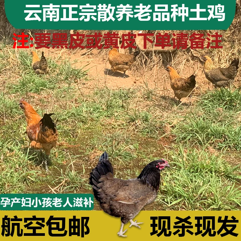 云南散养老品种土鸡走地鸡溜达鸡