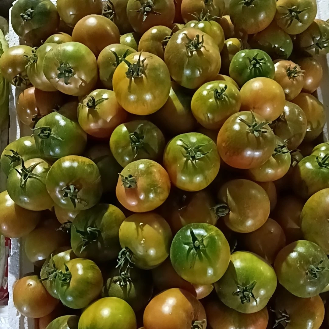 草莓西红柿小果4.7-5斤