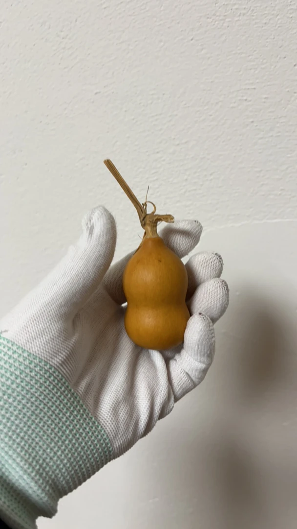 可爱的小葫芦，厚皮，直播间看实物下单