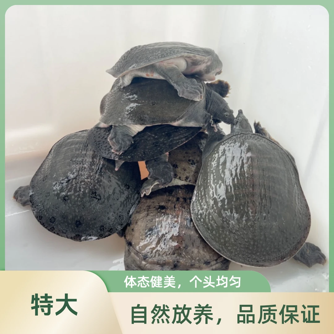 芦姥娘【6-7斤共3只】江苏外塘生态养殖甲鱼活体发货死了包赔