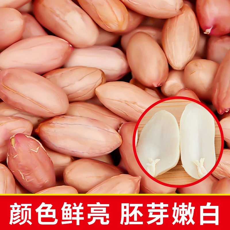 新鲜沙地大花生无壳新货生花生米农家种植可种新花生