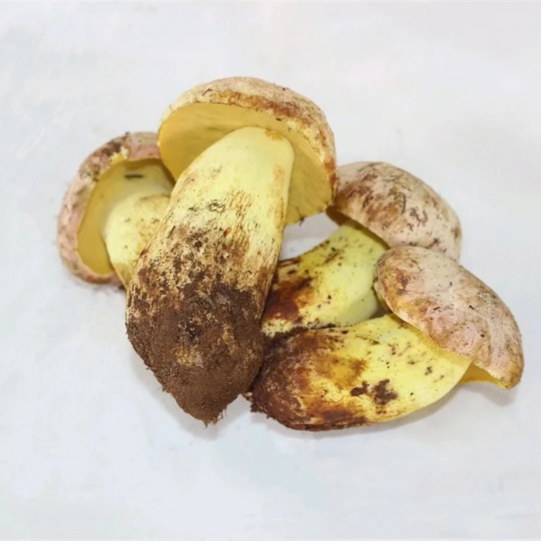 云南新鲜食用野生菌白葱菌500克1000克【顺丰冷链空运】