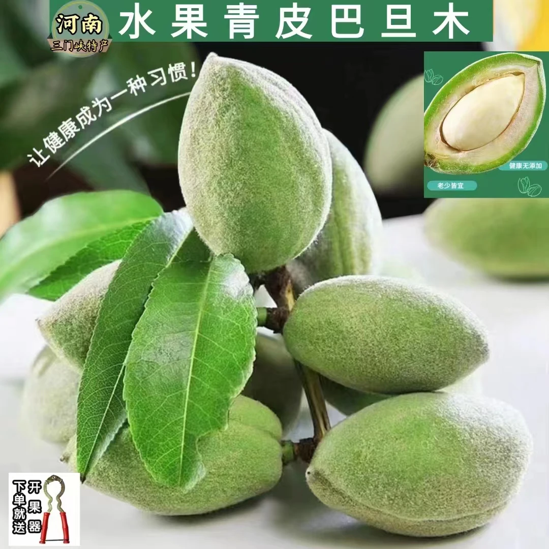 新鲜巴旦木水果营养丰富小众水果地方特色扁桃仁颗粒饱满现货速发