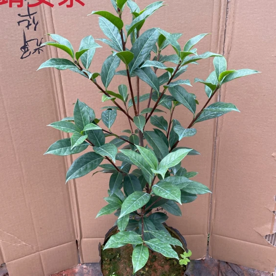 云南茶花 4年 靖安茶 精品苗  传统靠接苗