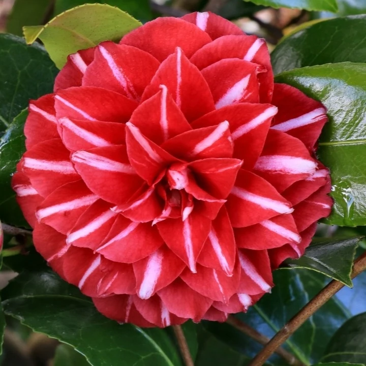 帕克雷欧法系茶花苗花卉盆栽原生茶花牙签苗进口庭院牙签苗红色