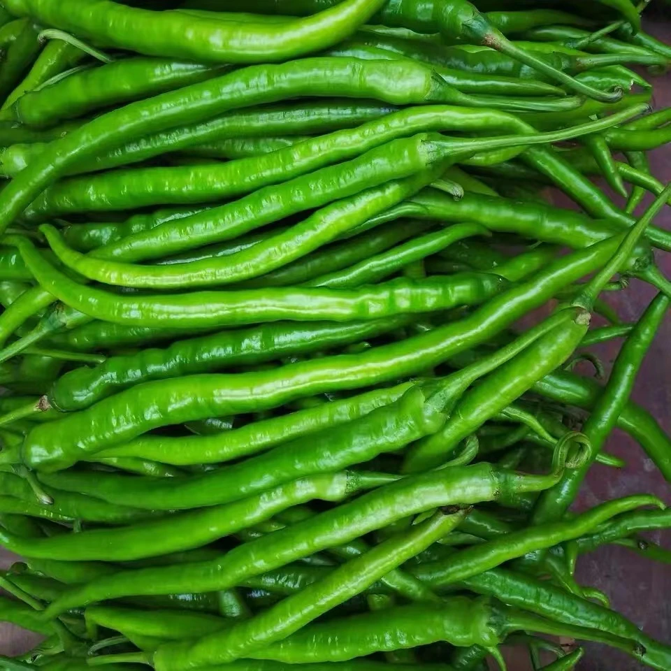 农家自种二荆条线椒新鲜现摘现发