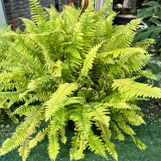老虎蕨黄金花叶波斯顿蕨斑马蕨锦叶垂吊植物花园绿化室外工程花境
